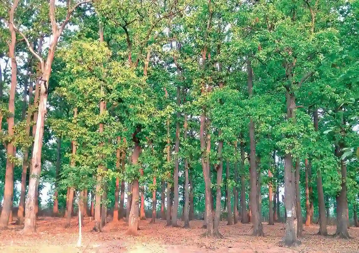 Sal Tree (સાલ વૃક્ષ)